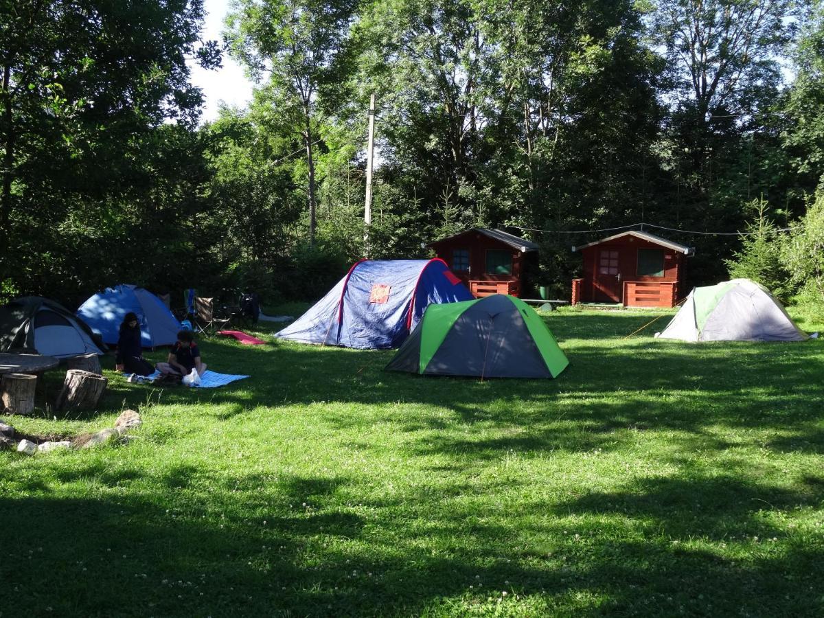 Edelweiss - Floare De Colt - Gyopar Campsite Rimetea