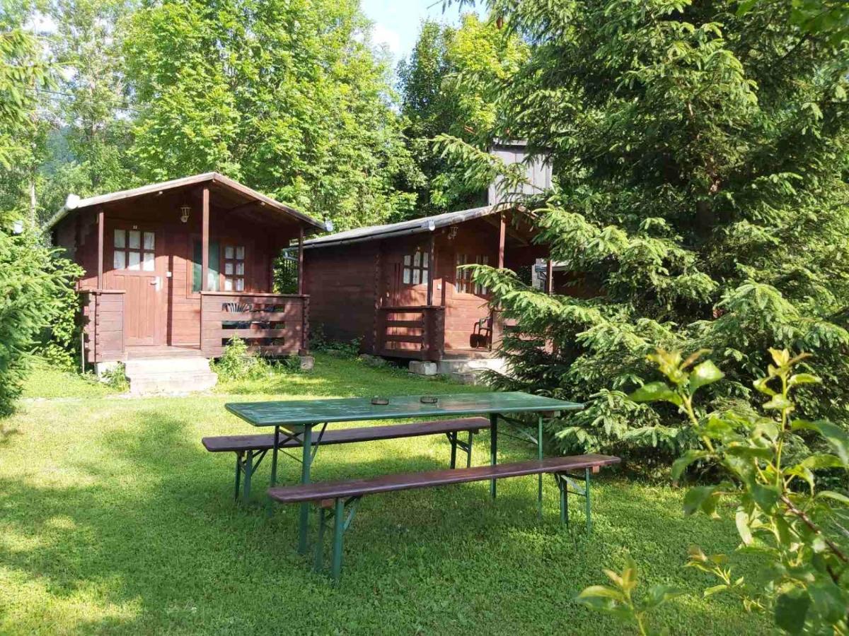 Edelweiss - Floare De Colt - Gyopar Campsite