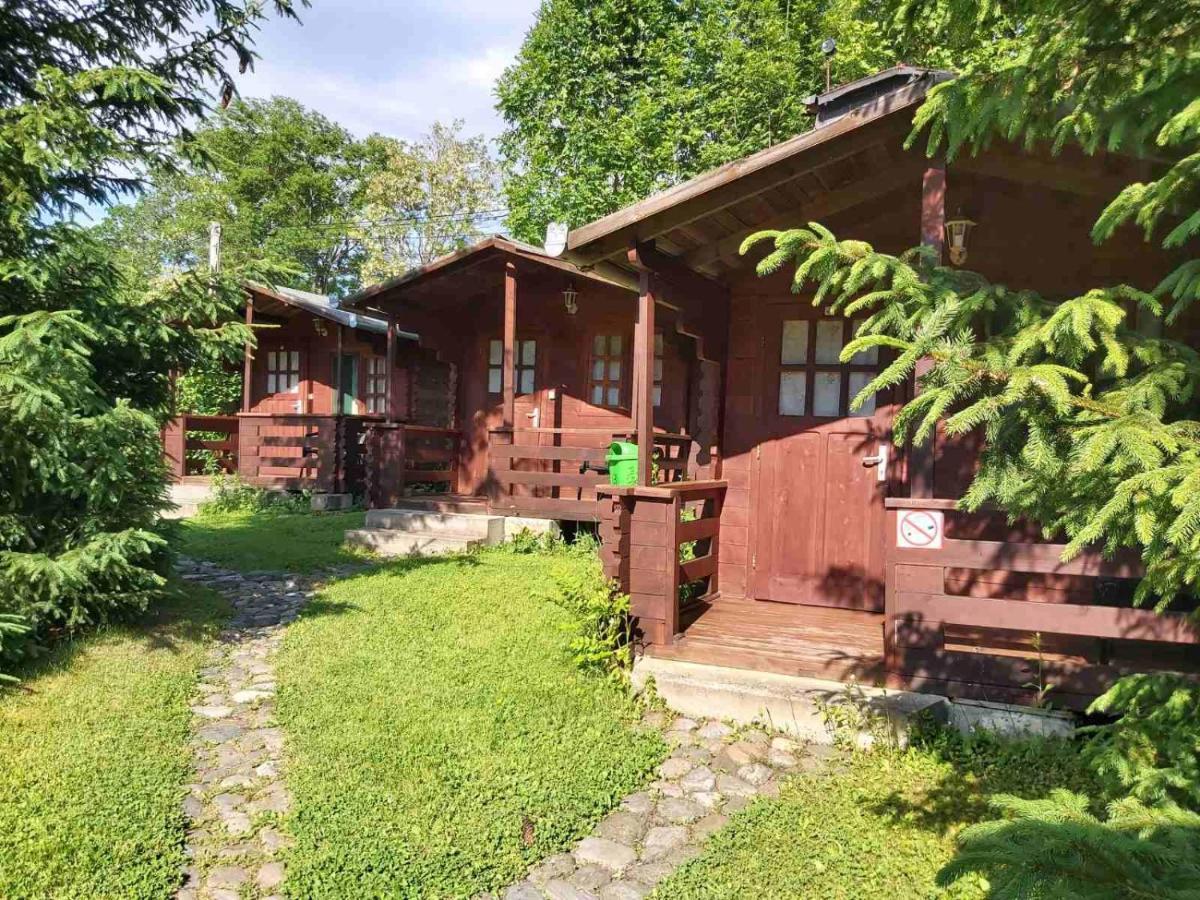 Edelweiss - Floare De Colt - Gyopar Campsite