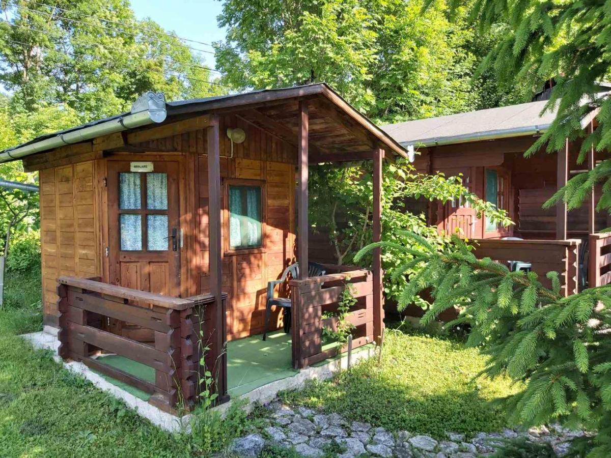 Edelweiss - Floare De Colt - Gyopar Campsite Rimetea